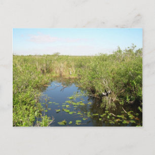 Postal Everglades - pantano - pantano