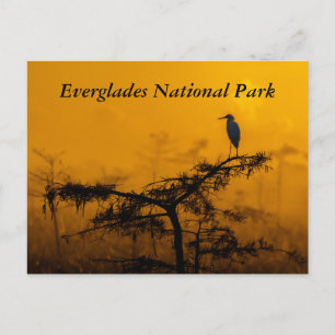 Postal Everglades Postcard