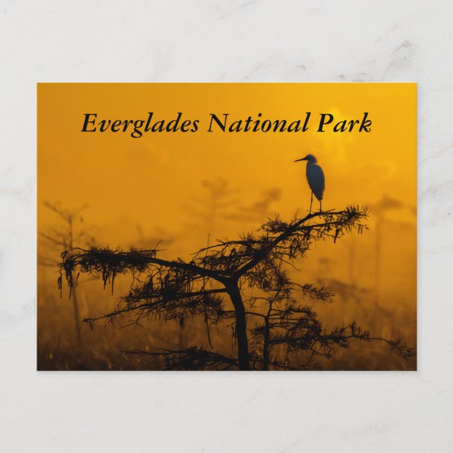 Postal Everglades Postcard (Anverso)