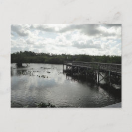 Postal Everglades Postcard