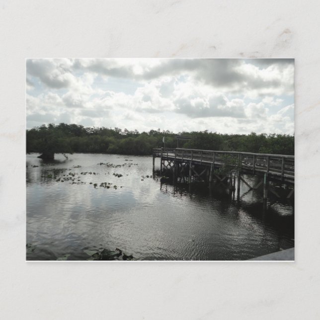 Postal Everglades Postcard (Anverso)
