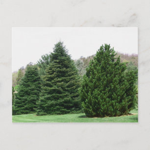 Postal Evergreens