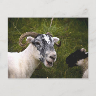 Postal Ewe Postcard