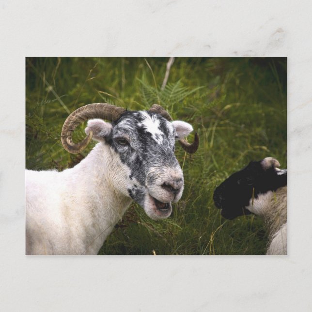 Postal Ewe Postcard (Anverso)