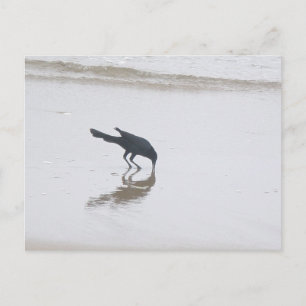 Postal Excavación de Grackle en barca para una serie de c