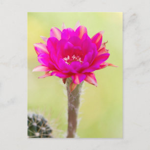 Postal Excitante antimateria Cactus Bloom