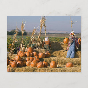 Postal Exhibición de calabaza con pacas de heno y espanta