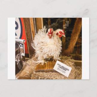 Postal Exhibición de taxidermia de pollo blanco esponjoso