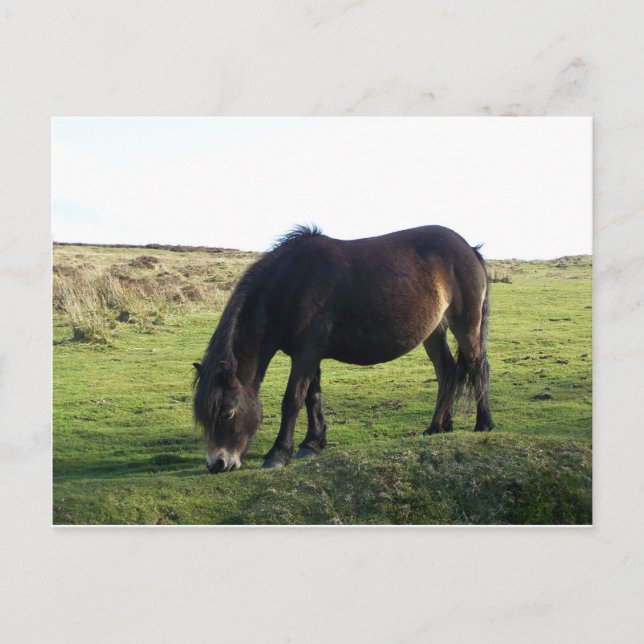 Postal Exmoor Pony (Anverso)