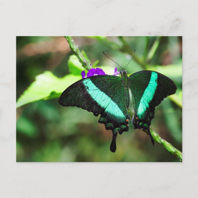 Postal Exotic Emerald Swallowtail (Anverso)
