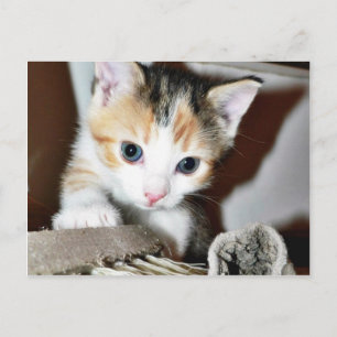 Postal Explorando Kitten