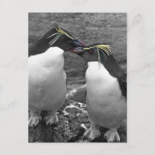 Postal Explosión de color de pingüino