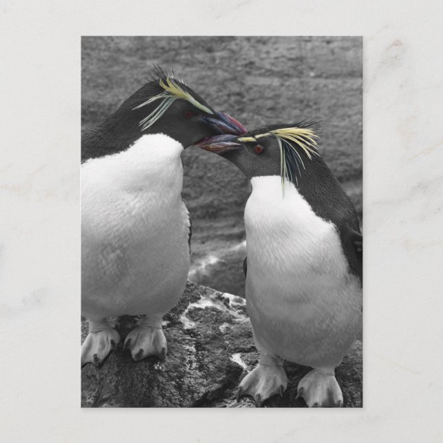 Postal Explosión de color de pingüino (Anverso)