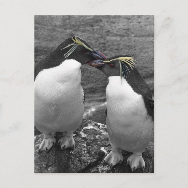 Postal Explosión de color de pingüino (Anverso)