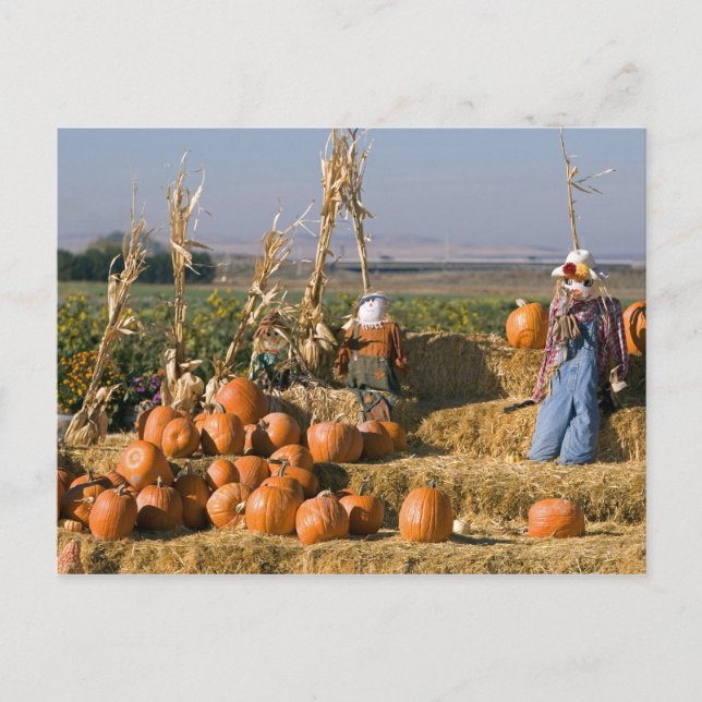 Postal Exposición de calabaza con balas de heno y espanta (Anverso)