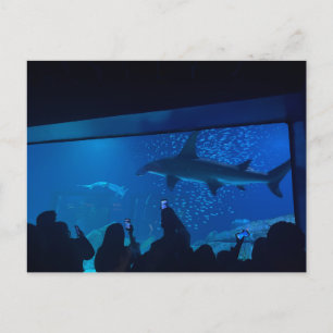 Postal Exposición del tanque de tiburones del acuario