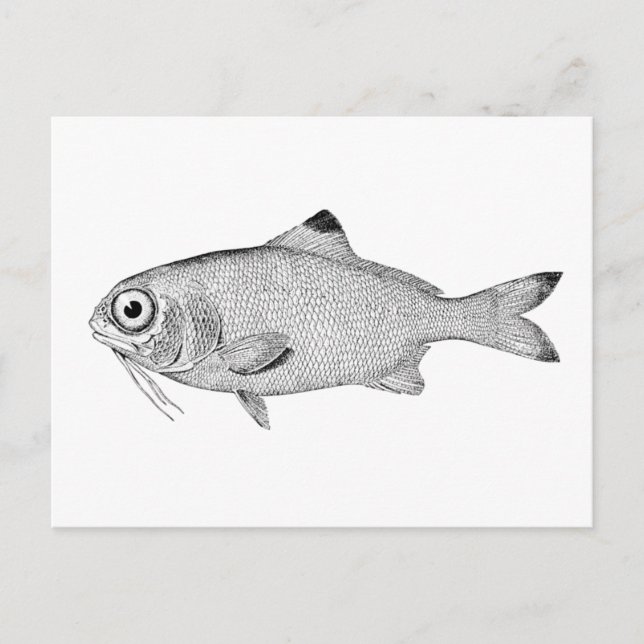 Postal Extraño pez vintage (Anverso)