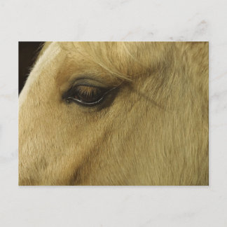 Postal Eye equino