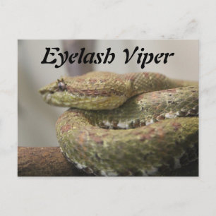 Postal Eyelash Viper
