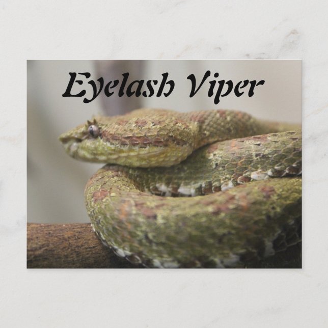 Postal Eyelash Viper (Anverso)