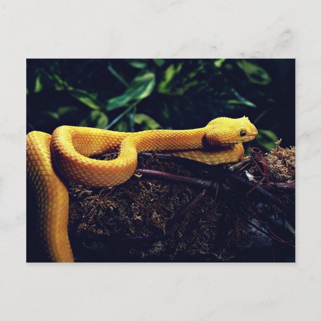 Postal Eyelash viper, México y California (Anverso)