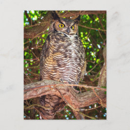 Postal Eyes of the Night: Great Horned Owl