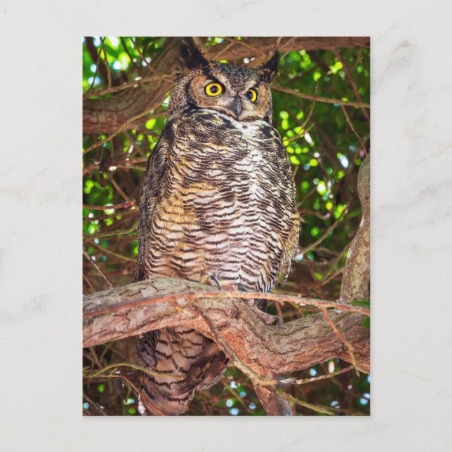Postal Eyes of the Night: Great Horned Owl (Anverso)