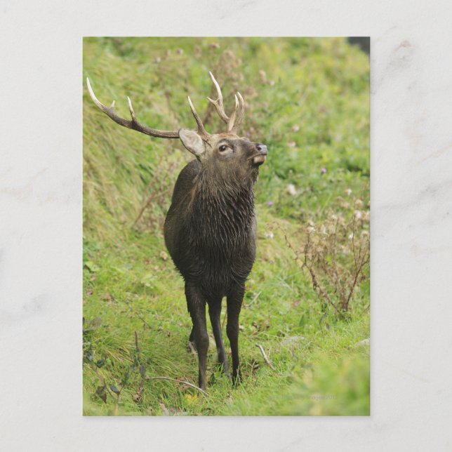 Postal Ezo Deer (Anverso)