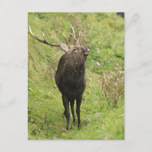 Postal Ezo Deer