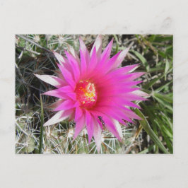 Postal F12 Flor de cactus de bolas "Escobaria vivipara"