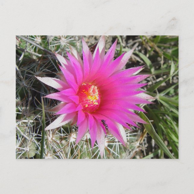 Postal F12 Flor de cactus de bolas "Escobaria vivipara" (Anverso)