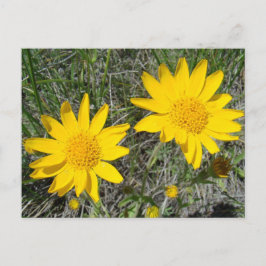 Postal F15 Flores silvestres amarillas estornudos