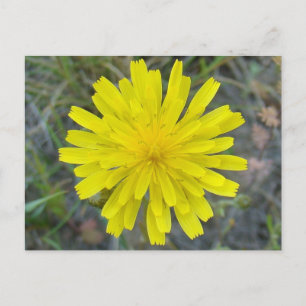 Postal F16 Yellow Wildflower King Devil