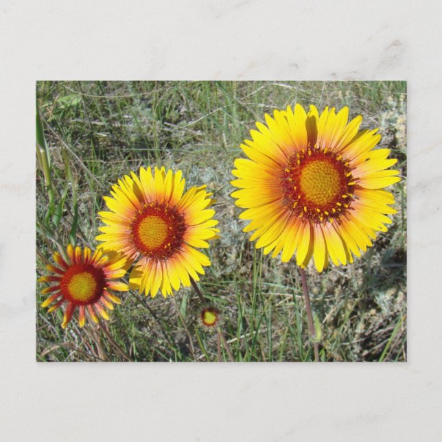 Postal F17 Flores silvestres amarillas Gaillardia (Anverso)