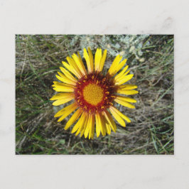 Postal F1 Flor silvestre amarilla Gaillardia