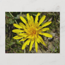 Postal F21 Barba de halcones con hojas estrechas de flor 