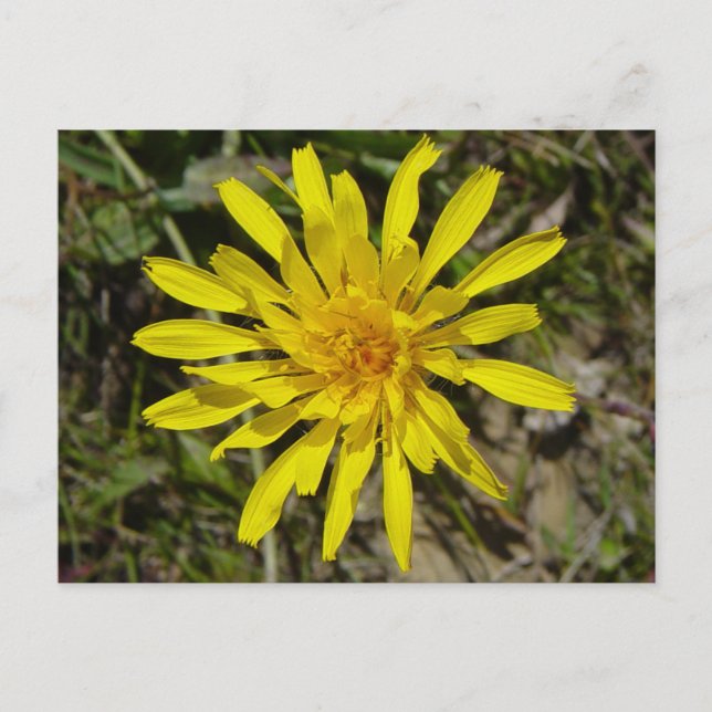 Postal F21 Barba de halcones con hojas estrechas de flor  (Anverso)