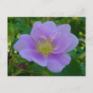 Postal F37 Rosa Silvestre
