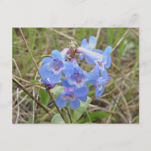 Postal F3 Flores Silvestres Azules Slender Blue Beardtong (Anverso)