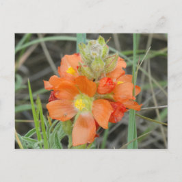 Postal F40 Naranja Wildflowers Scarlet Mallow