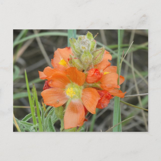 Postal F40 Naranja Wildflowers Scarlet Mallow (Anverso)