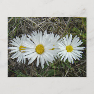 Postal F42 Flores Silvestres Blancas Aster Suave