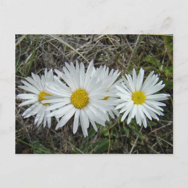 Postal F42 Flores Silvestres Blancas Aster Suave (Anverso)