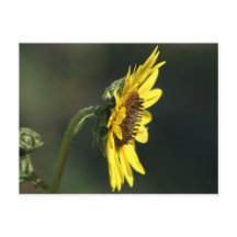 F43 Flor silvestre amarilla Susana de ojos negros