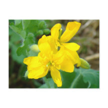 F44 Flores silvestres amarillas mostaza salvaje