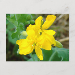 Postal F44 Flores silvestres amarillas Mostaza silvestre