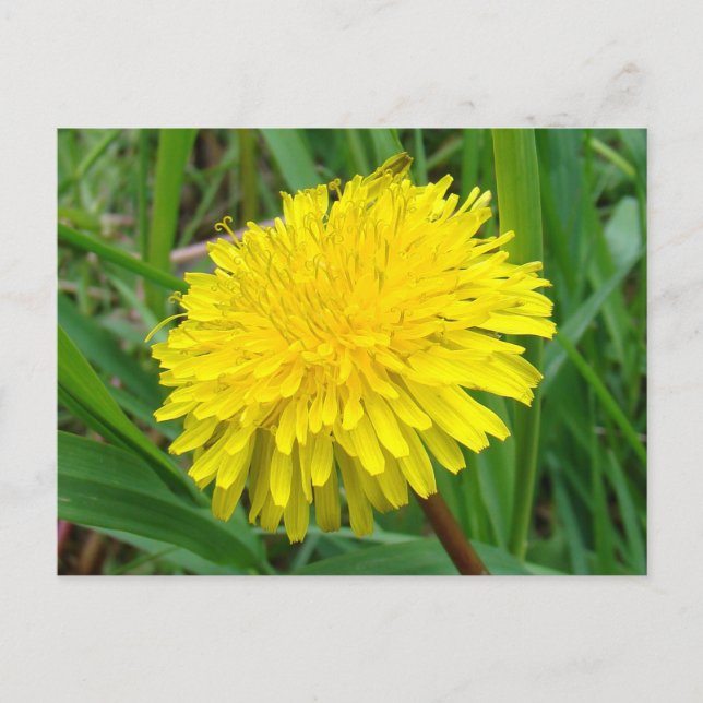 Postal F45 Dandelion "Taraxacum officinale" (Anverso)