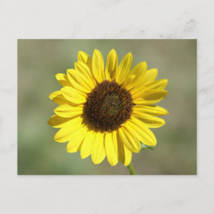 Postal F47 Flor Silvestre Amarilla Girasol Anual Común