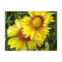 F6 Flores silvestres amarillas Gaillardia