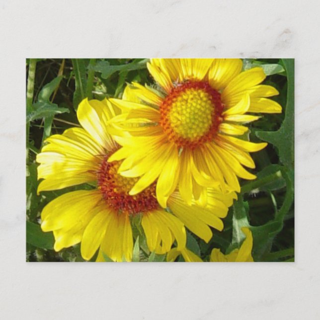 Postal F6 Flores silvestres amarillas Gaillardia (Anverso)